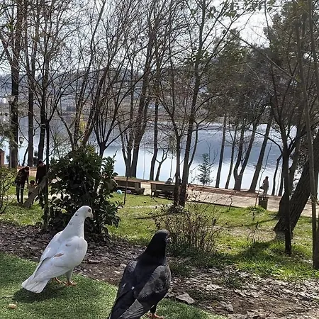 Terrace Tirana